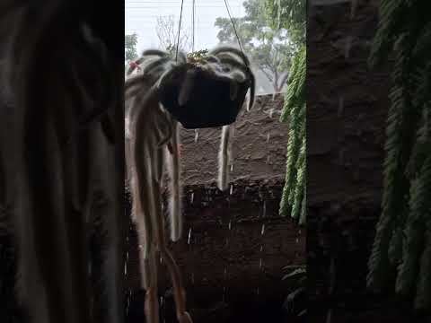 mais uma tarde chuvosa aqui em Fênix Paraná