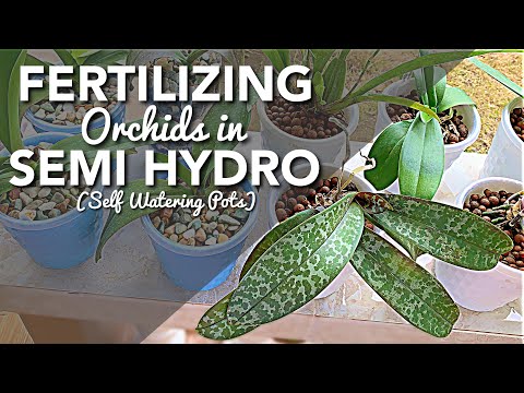 FERTILIZING MY ORCHIDS IN SEMI HYDRO - SELF WATERING POTS | AGGRESIVE FEEDING | BEGINNER ORCHID CARE