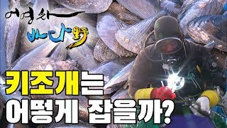 자연산 키조개를 채취하는 법 #여수 #화태도 [어영차바다야]