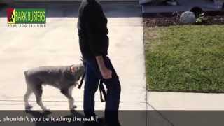 Standard Schnauzer - Dog Training of Fort Myers - Patrick Logue