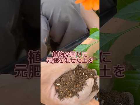 庭に堆肥をいつ、どのように追加するのですか?知っておくべきことはすべて！  庭園