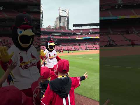 Fredbird high fives on the field #buschstadium #cardinals