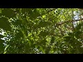 Albero dorato della pioggia (Albero Sacro) Koelreuteria paniculatd (medicinal plant)