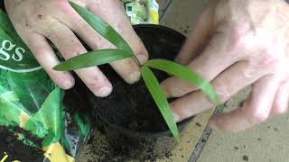 Repotting a Golden Cane Palm Seedling