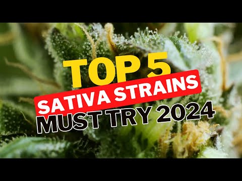 Our 5 Best Sativa of 2024 Must Try Cannabis Strains