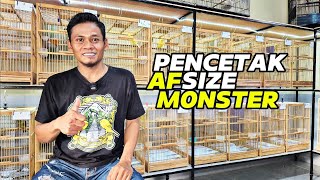 Download lagu CANARY BREEDERS‼️Monster size PAUD CANARY producers... mp3 Download lagu CANARY BREEDERS‼️Monster size PAUD CANARY producers... mp3