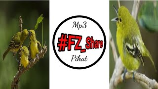 Download lagu Mp3 Pikat Sirtu Cipew Cipoh Sirdum #Catch #Bird #Aegithina_Tiphia mp3