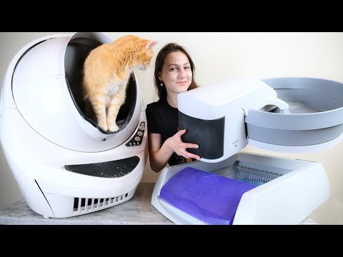 image-What litter box does Martha Stewart use?