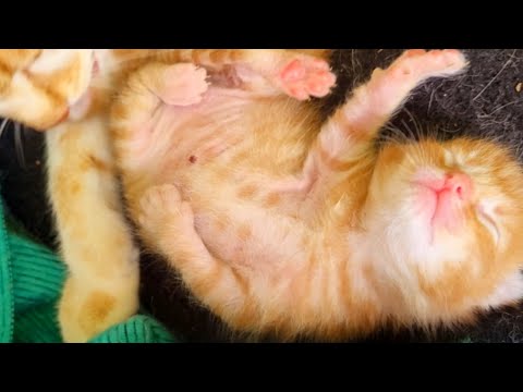 Cat Birth | 24hr labor: my journey delivering a cat's 1st litter + learning kitten mortality rate 💔
