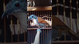 Download lagu tepus dada putih gacor#masteran#snipergacor mp3