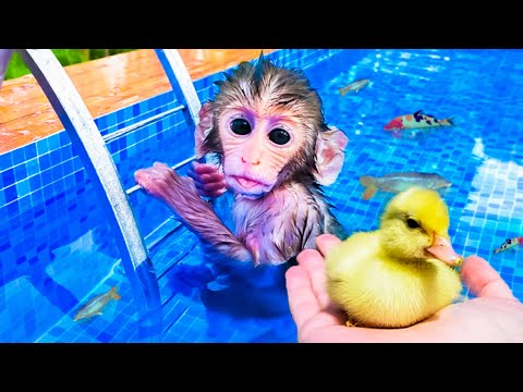 MACACO BEBÊ NADANDO com PATO e PEIXES na PISCINA