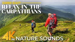 Summer Beauty of the Ukrainian Carpathians - 4K Relaxing Nature Scenes with Authentic Sounds