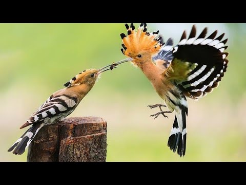 POUPA| USA O MAU CHEIRO PARA AFASTAR OS PREDADORES