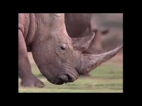 Gwen and Zoey's Adventures of Really Wild Animals (Episode 1; Part 11)