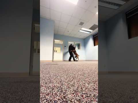 Police Dog 🐕 #dog #police #policedog #cool #brave #bravedog