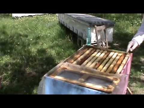 Sfaturi de montare eficienta a caturilor la Bio Stup si nu numai - filmul complet - video apicultura