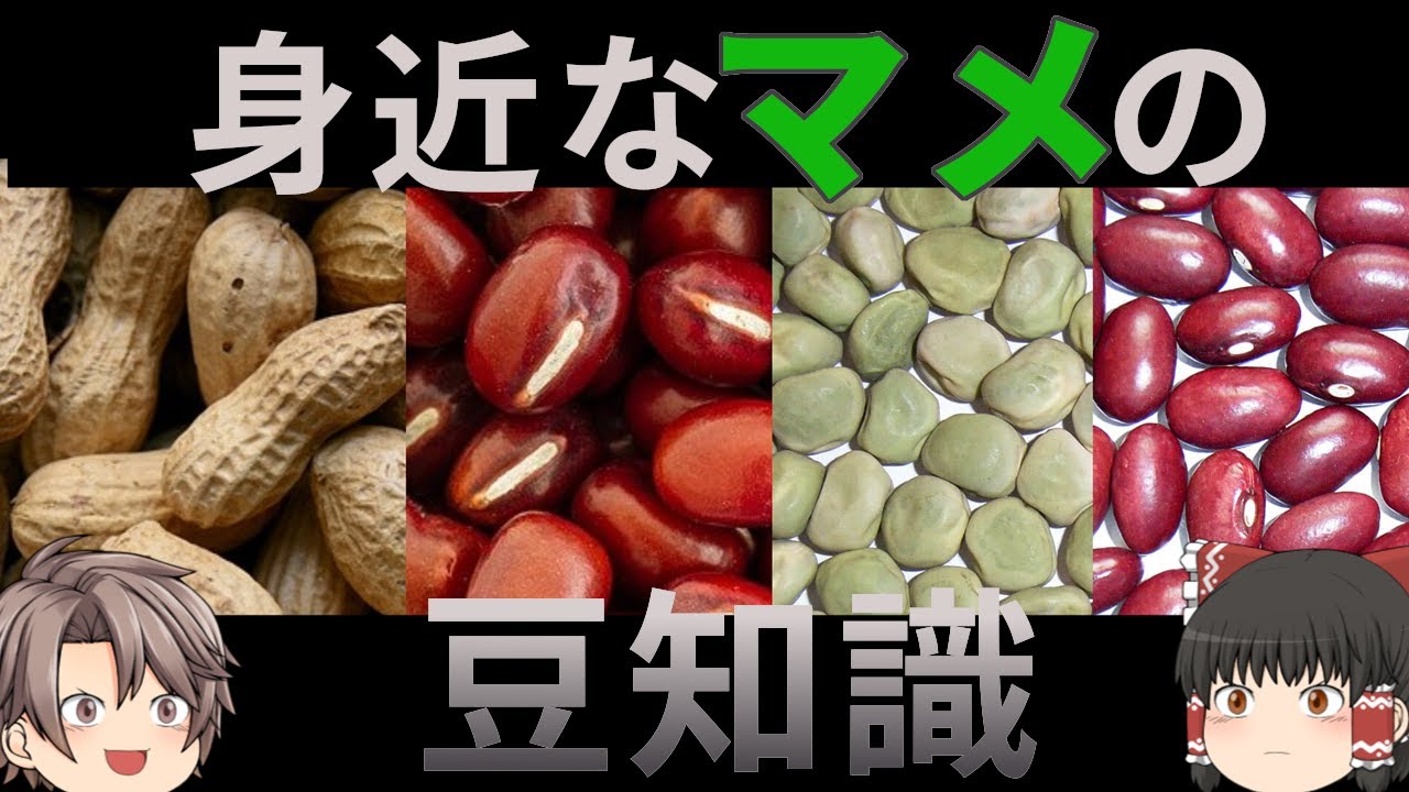 【ゆっくり解説】身近な4種の豆の歴史や雑学を語る
