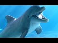 Starla Interaction At Seaworld Orlando S Dolphin Cove 1 6 23