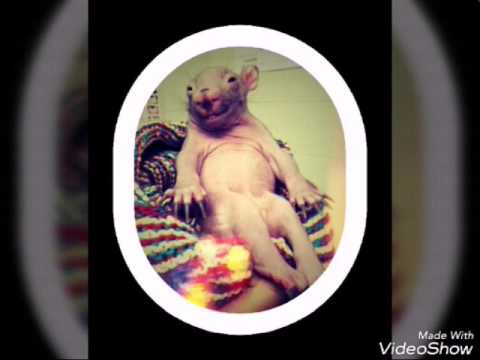 XV MXNVÉ - BEEF TUERTO GVNG FEKAS♣(PROD.ROYCE ROLO)(SHOT BY KEVIN YERN)