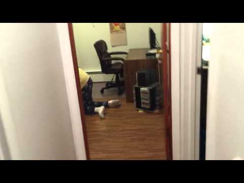 Sabre playing with his new ball (Part Three)