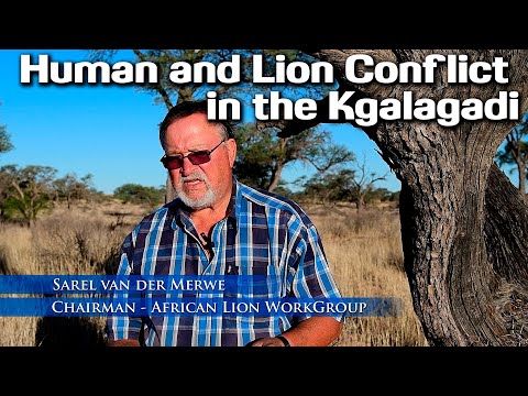 Human and Lion conflict In Kgalagadi Transfrontier Park with Sarel van der Merwe from Lion Workgroup