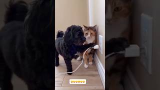 Download lagu Wait for end 😂😂#cat #comedy #funny #shorts #shortvideo #shortsfeed #trendingshorts #youtubeshorts mp3