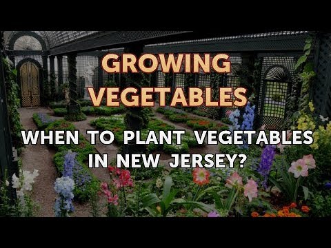 image-What time of year do you plant zucchini?