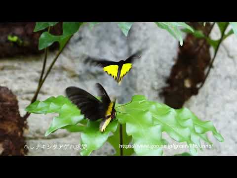 ヘレナキシタアゲハの求愛