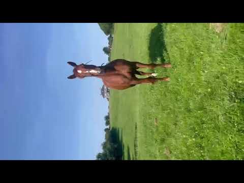 3 years old gelding and 8 years old mare for sale - Image 2