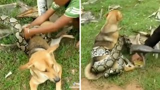 Heroic Boys Save Dog From Python's Clutches by Did You Know Animals?
