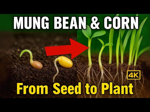 Mung Bean and Corn Growth Journey 🌽 Seed to Plant in Stunning 4K