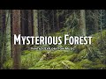 Mysterious Forest | D&D/TTRPG Music | 1 Hour