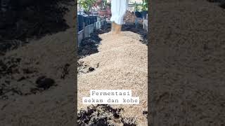 Download lagu cara fermentasi sekam dan kohe mp3