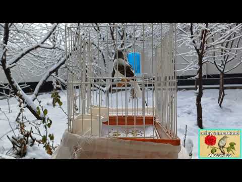 Канарейка орфей,Bulbul sayroq orfey kanareyka,,Qishki sayroq,sovuqda ham yozgi sayroq.Samarqand...