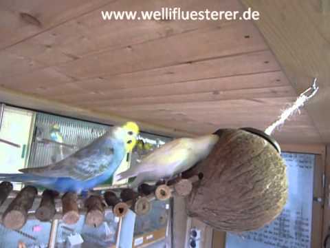 2011 02 03 Der Kokusnusstreffpunkt beim Wellifluesterer