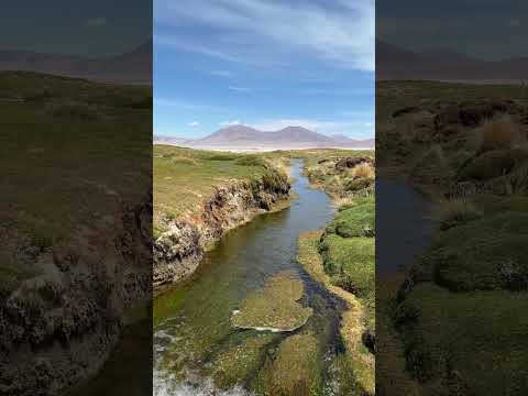 Vertiente el ermitaño en el Salar del Huasco #pica #tarapacá #salar #iquique #chile