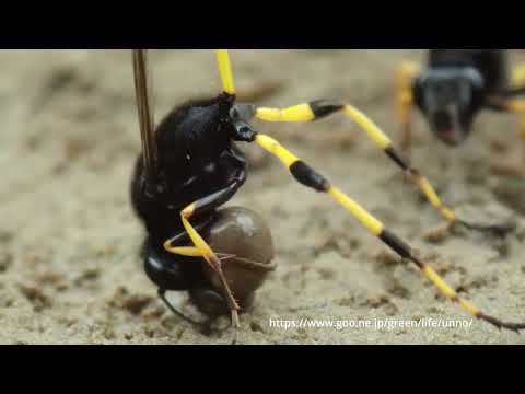 オウシュウキゴシジガバチの泥集め