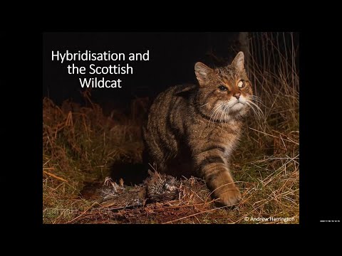 Hybridisation & Scottish Wildcats: Keri Langridge