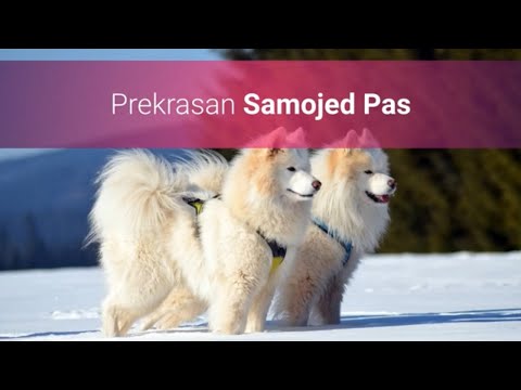 Prekrasan Samojed Pas | Slike I Karakteristike Samojed Pasmine Pasa 🐶