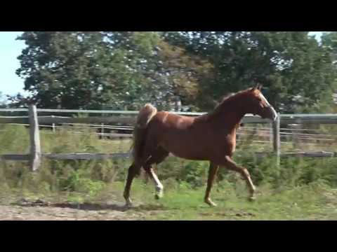 Que Sera, Stute von Quantensprung x Fiorano x Depardieu (geb. 11.02.2017) am 23.09.2019