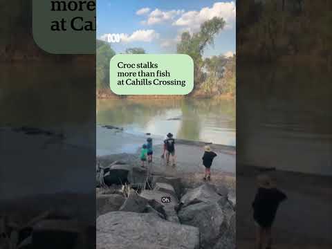 Crocodile approaches group at Cahill's Crossing in Kakadu | ABC NEWS