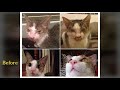 15 Gatos que fueron rescatados. El antes y el Ahora