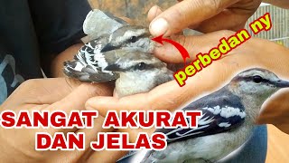 Download lagu Cara membedakan Ciri ciri KAPASAN KEMIRI ANTARA JANTAN DAN BETINA mp3