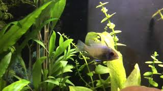 Electric blue ram - Gill flukes?
