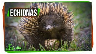 Why Echidnas Are Evolutionary Misfits