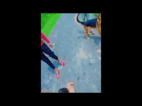 dog video jarman  safed dog videos | जर्मन सेफड funny dog