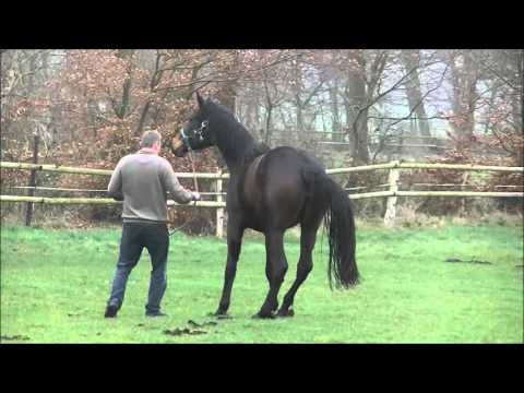 Destano Rotspon komplett