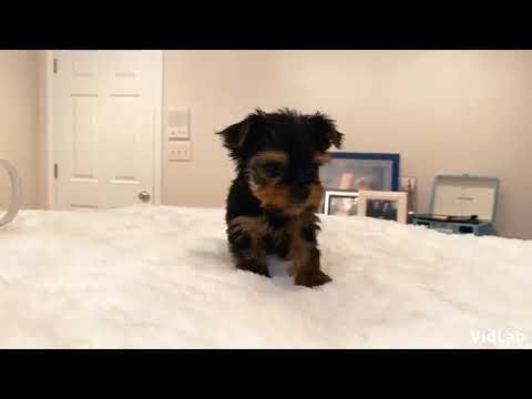 Ready now. Gypsy the tiny Yorkshire Terrier. Gypsy is a very relaxed, friendly, smart Yorkie