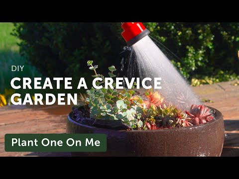 CREVICE GARDENING in CONTAINERS — Ep. 231