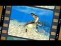 Sea Life Safari Official Gameplay Video